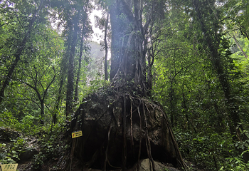 莫里热带雨林景区第 43 张图片
