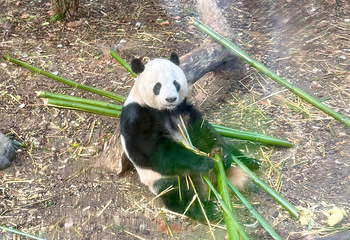 成都大熊猫繁育研究基地第 566 张图片