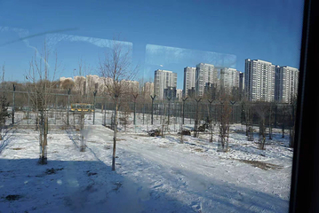 东北虎林园第 150 张图片