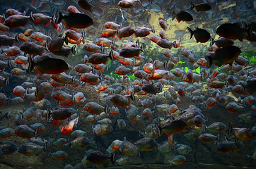丹麦国立水族馆第 43 张图片