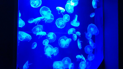 冲绳美丽海水族馆第 58 张图片