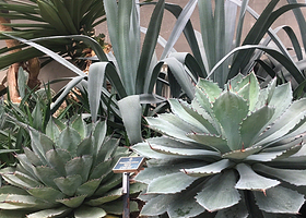 Bucheon Botanical Garden