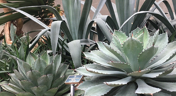 Bucheon Botanical Garden