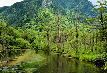 岳沢湿原第 15 张图片