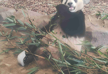 成都大熊猫繁育研究基地第 741 张图片