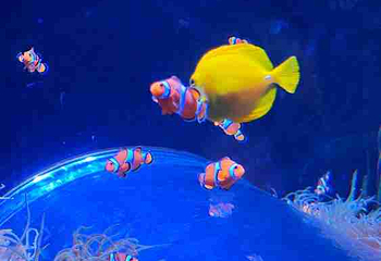 墨尔本水族馆第 51 张图片