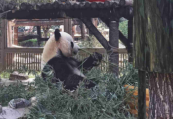 济南动物园第 36 张图片
