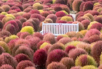 花开海上生态园第 128 张图片