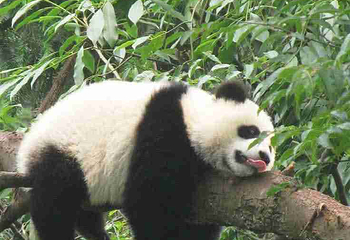 成都大熊猫繁育研究基地第 643 张图片