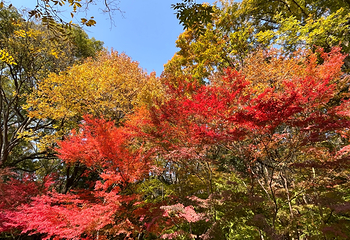 栖霞山第 41 张图片