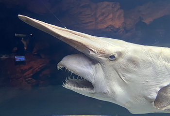 冲绳美丽海水族馆第 115 张图片