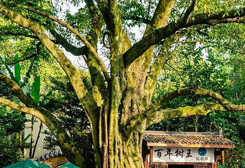 鹅岭公园第 18 张图片