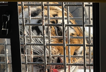 东北虎林园第 292 张图片