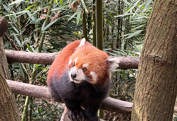 熊猫谷第 98 张图片