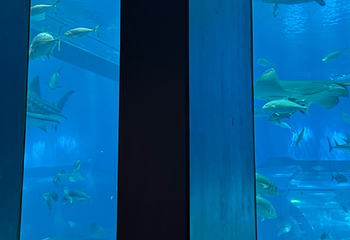 冲绳美丽海水族馆第 191 张图片