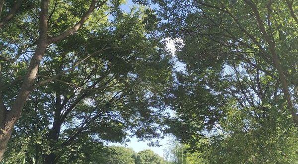 沙家浜国家湿地公园-八字桥