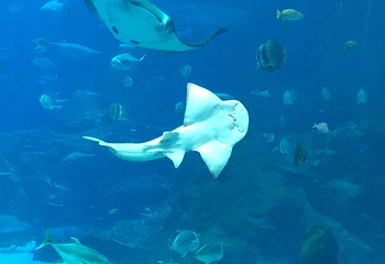 佐治亚水族馆第 14 张图片