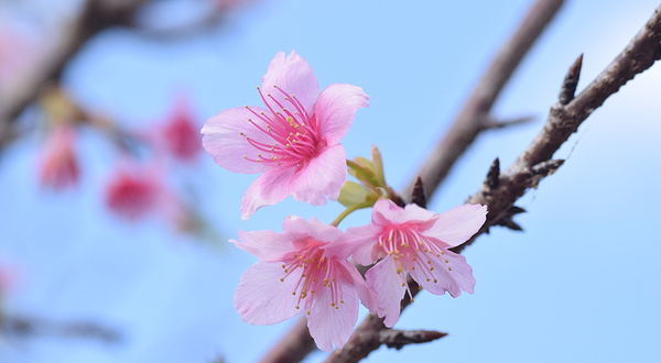 樱花.灯光 八重濑公园