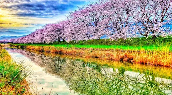 Nagarekawa Cherry Blossoms