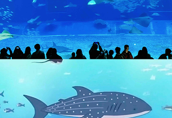 冲绳美丽海水族馆第 26 张图片