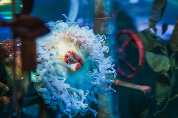 加拿大里普利水族馆第 26 张图片