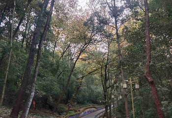 中国观音故里灵泉风景区第 42 张图片
