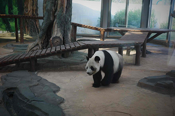 岳阳中华大熊猫苑第 24 张图片