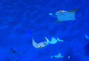 上海海洋水族馆第 201 张图片