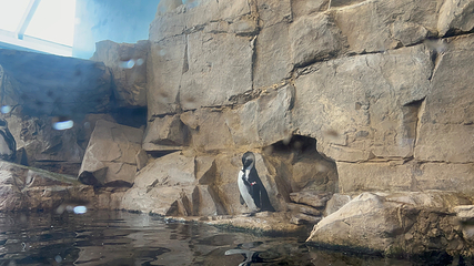 奥杜邦美洲水族馆第 21 张图片