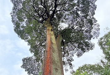 花柏山公园第 160 张图片