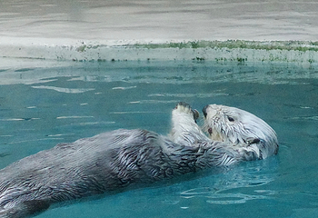 鸟羽水族馆第 28 张图片