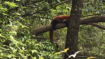 小熊猫1号活动场