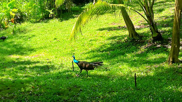 蜈支洲岛旅游风景区-观鸟园