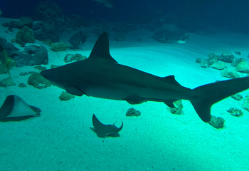 丹麦国立水族馆第 65 张图片