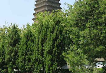 小雁塔遗址公园第 32 张图片