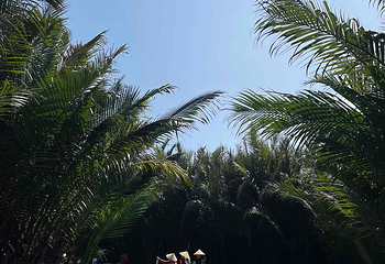 Hạnh Coconut 会安水椰林游船第 17 张图片