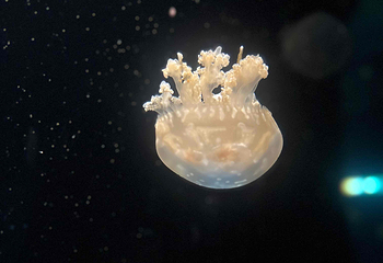 新加坡海洋生态馆第 148 张图片