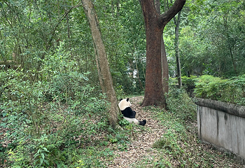 成都大熊猫繁育研究基地第 489 张图片