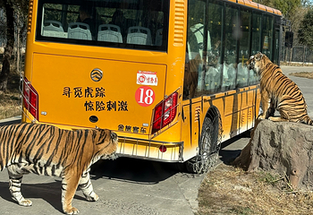 东北虎林园第 122 张图片