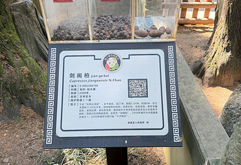 翠云廊第 36 张图片