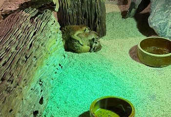 吉隆坡城中城水族馆第 45 张图片