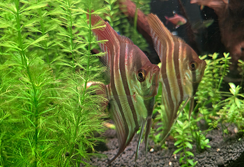 上海海洋水族馆第 68 张图片