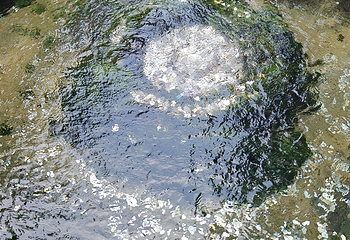 趵突泉景区第 316 张图片