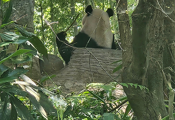 青城山第 338 张图片