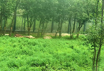 东北虎林园第 304 张图片