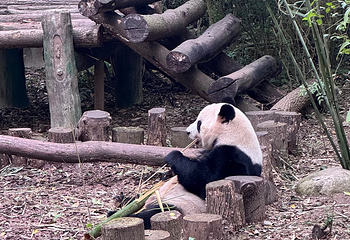 成都大熊猫繁育研究基地第 390 张图片