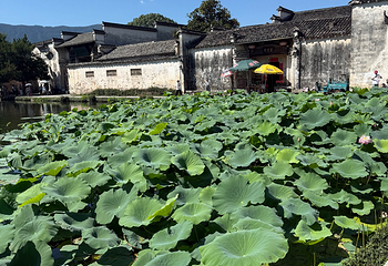 宏村景区第 530 张图片