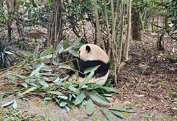 成都大熊猫繁育研究基地第 133 张图片