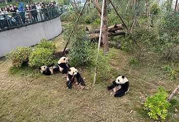 成都大熊猫繁育研究基地第 292 张图片