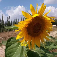 维信国际高尔夫度假村